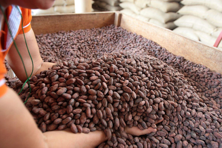 Grano de cacao peruano
