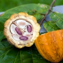Descubren nuevos usos del cacao que innovarán la gastronomía