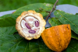 Descubren nuevos usos del cacao que innovarán la gastronomía